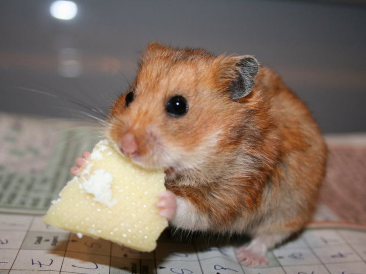 День хомяка праздник