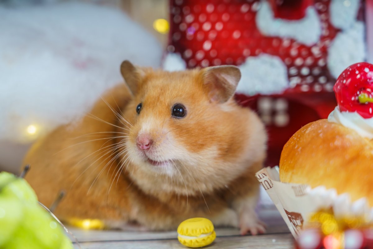 Сытый хомячок