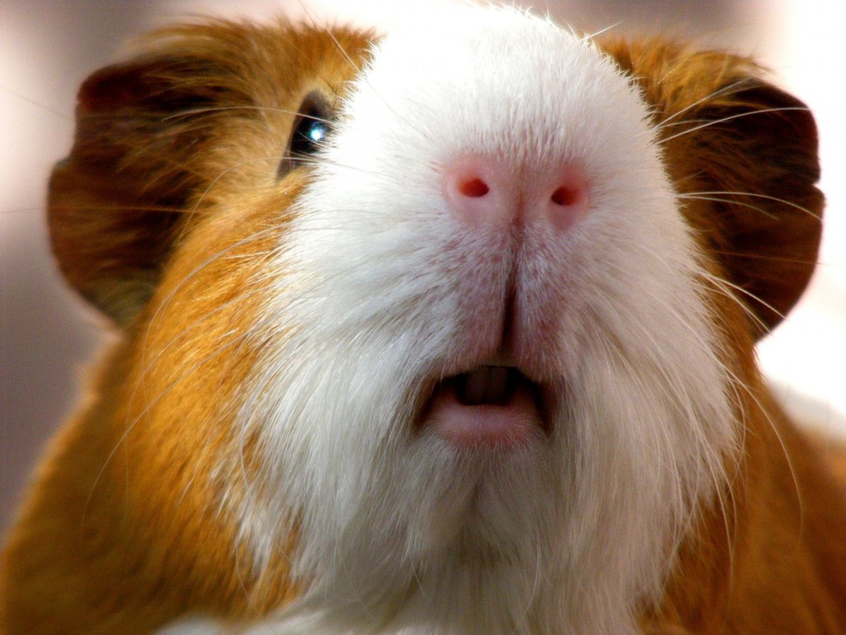 Морская Свинка Роборовского