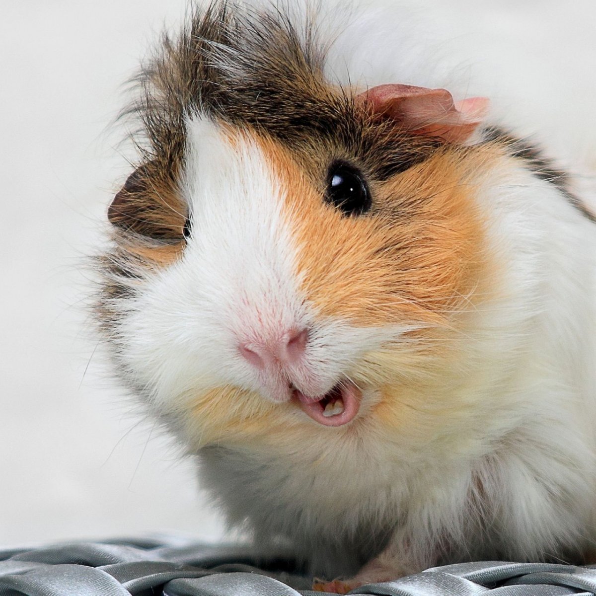 Испуганный хомяк фото