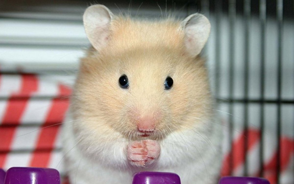 Сирийский хомяк Хома