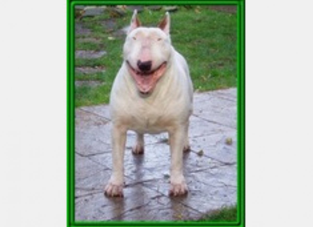 Морда свиньи