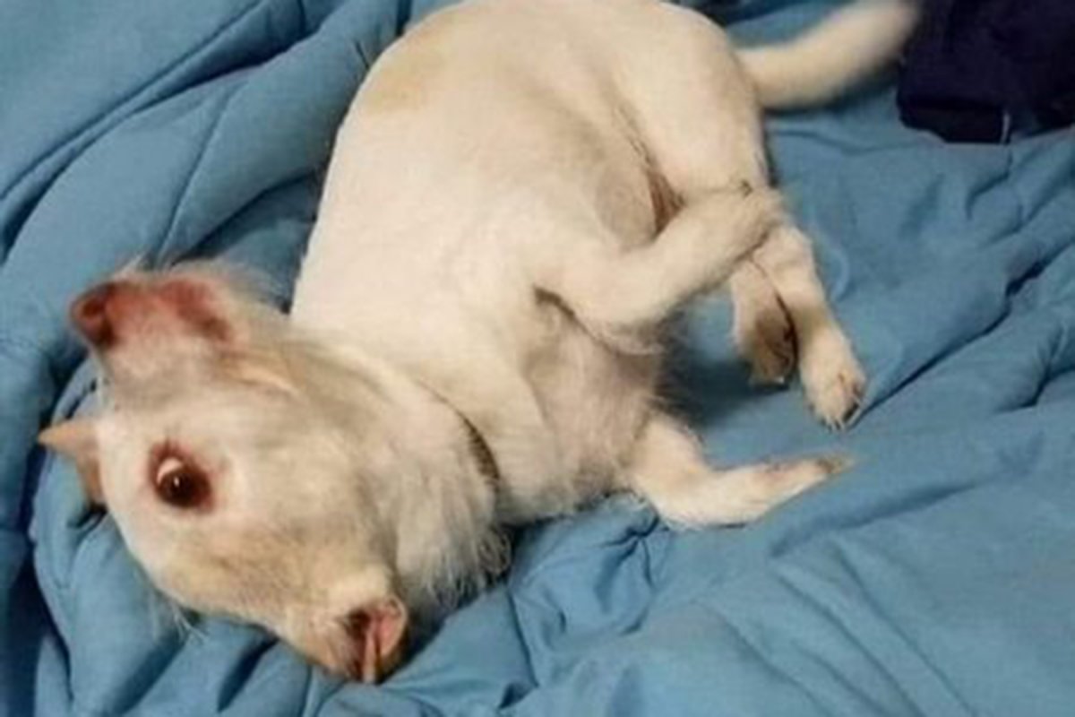 Ласковый бультерьер