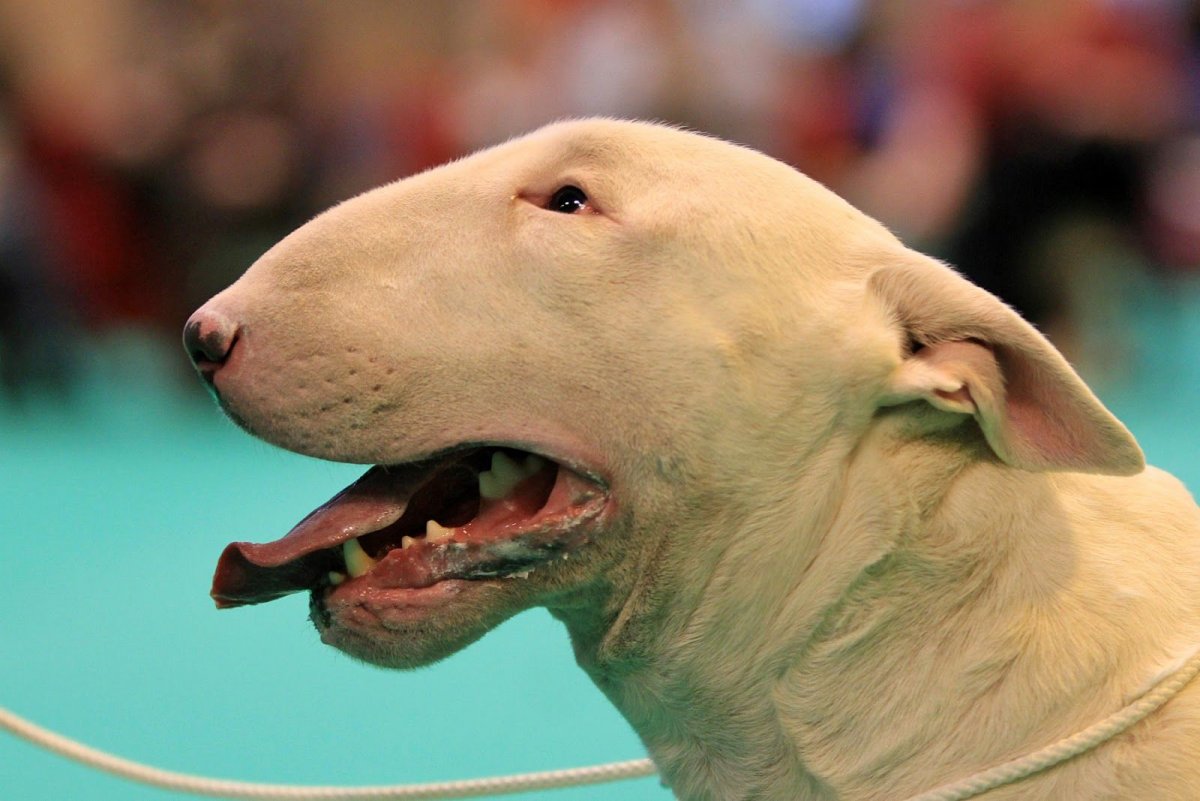 Страшный кот с человеческим лицом