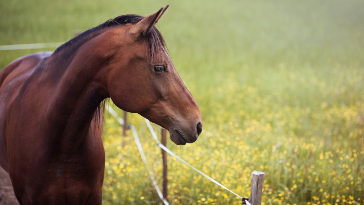 Красивые морды лошадей