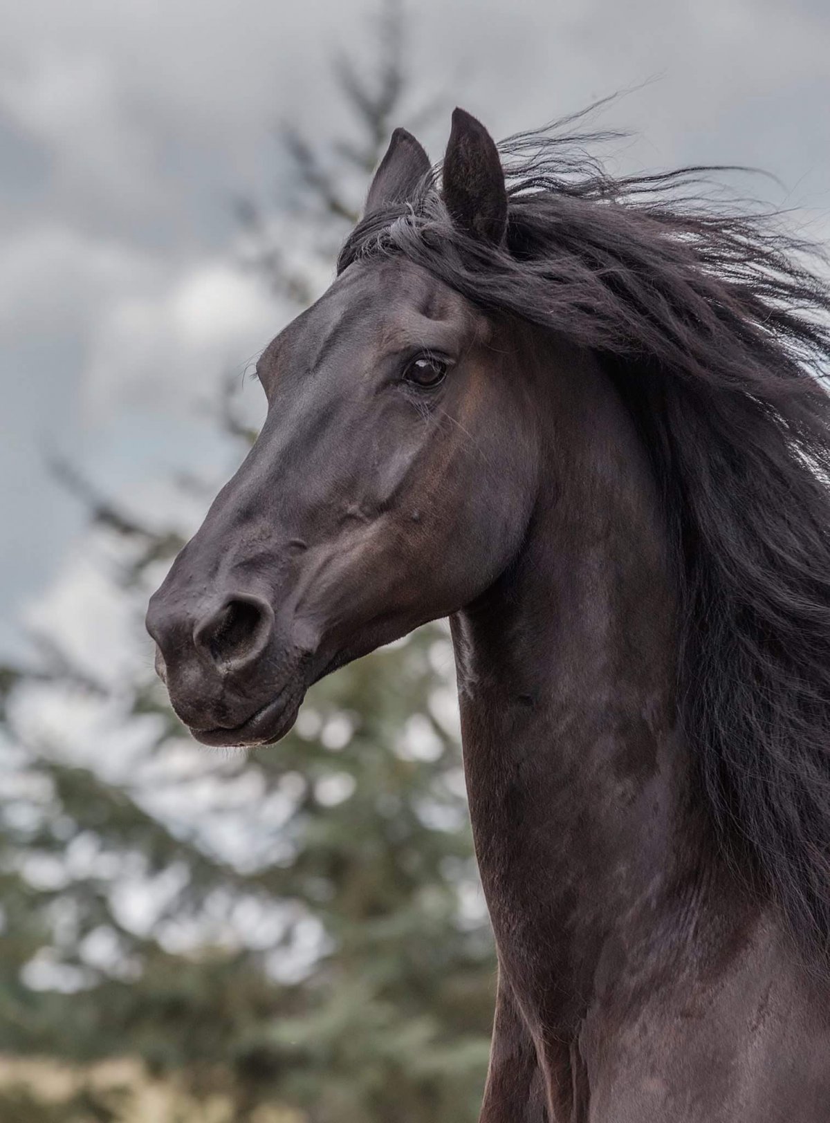 Эннэйбл лошадь