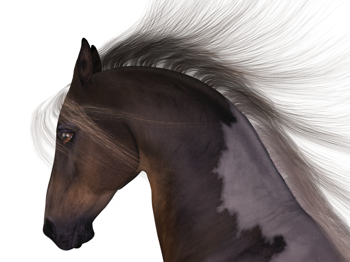 Морда лошади