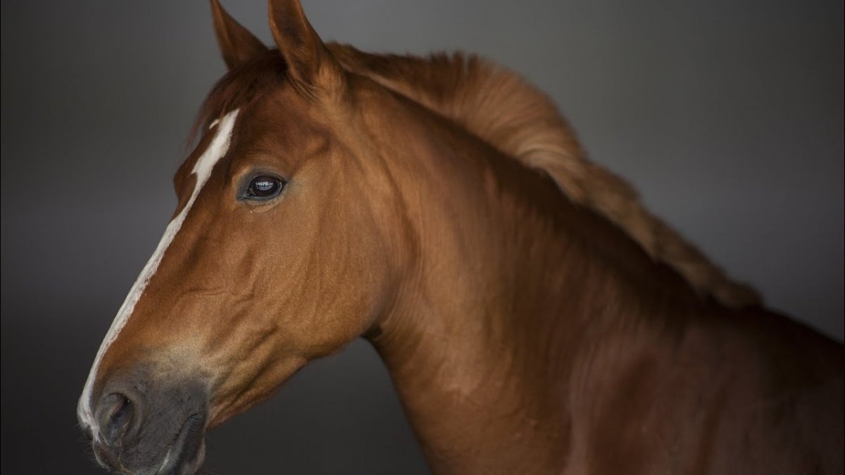Морда лошади