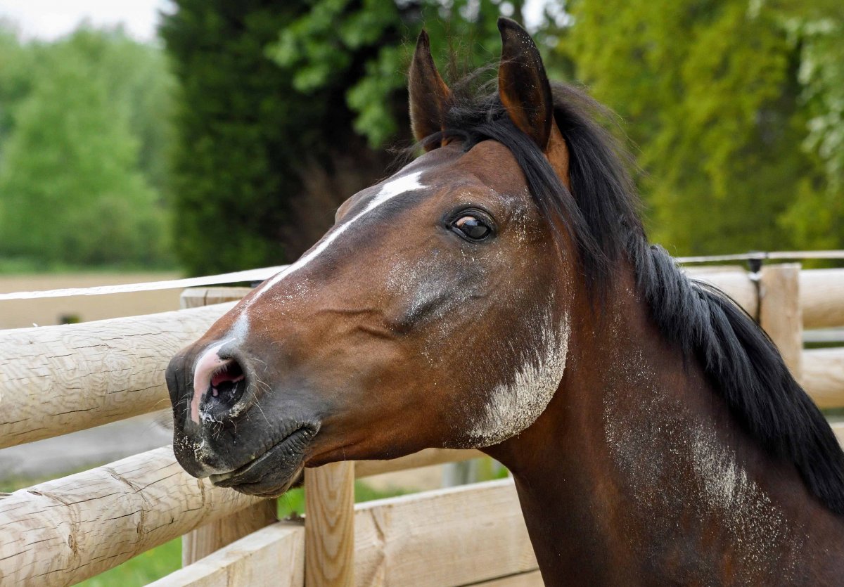 Мод на лошадей