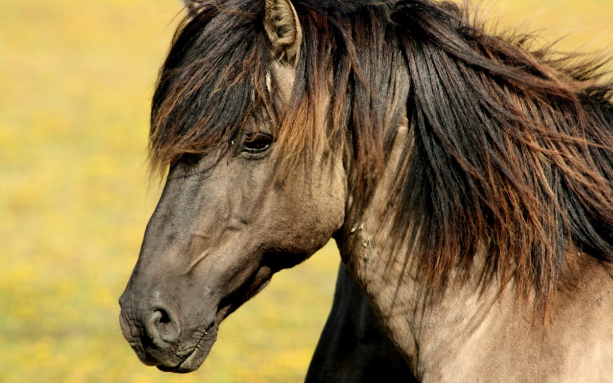 Морда лошади