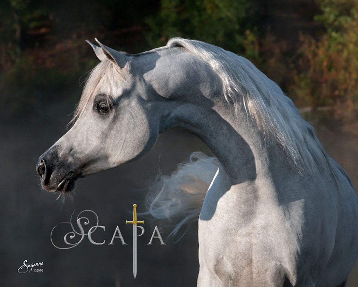 Мустанг лошадь коричневая