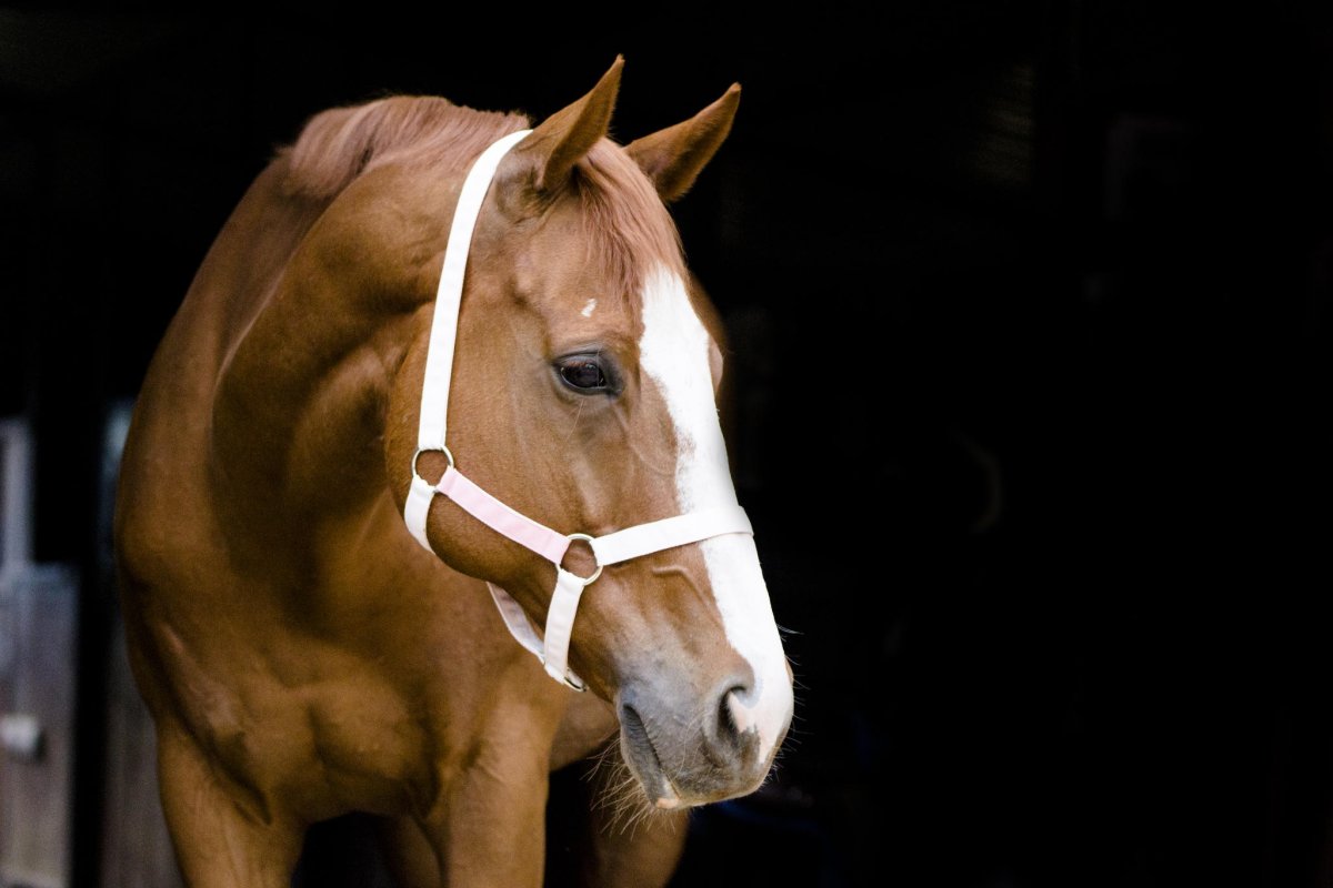 Морда лошади в профиль