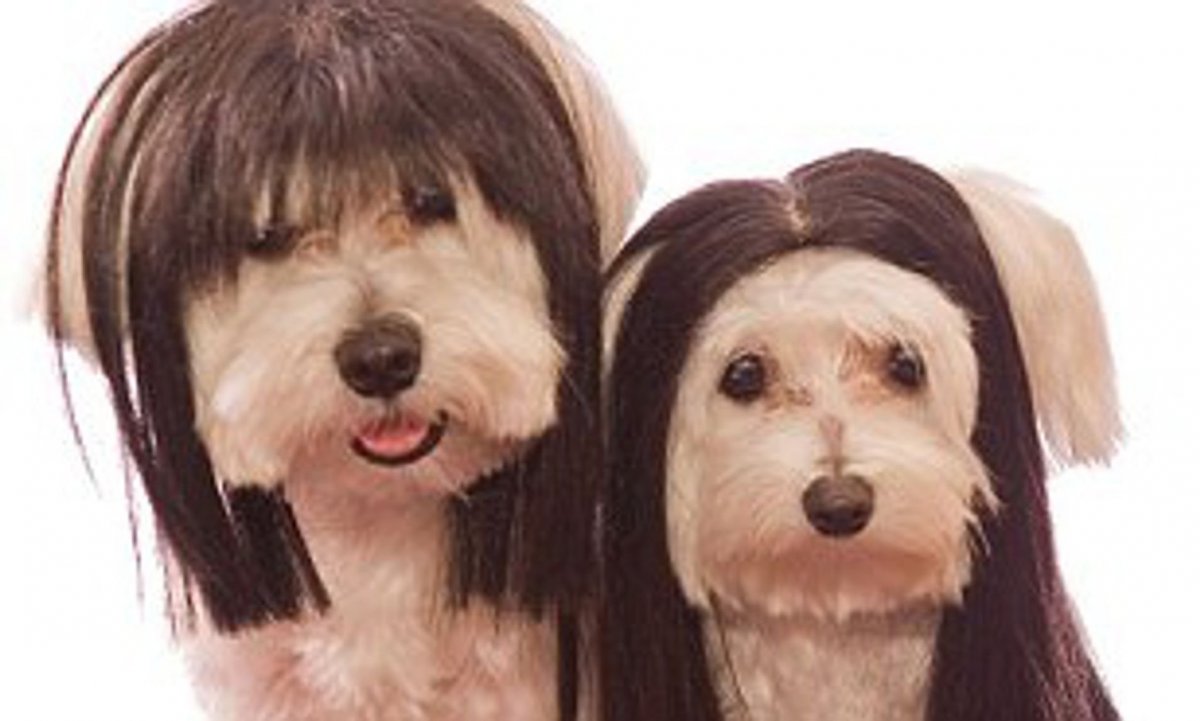 Китайская хохлатая с Йорком