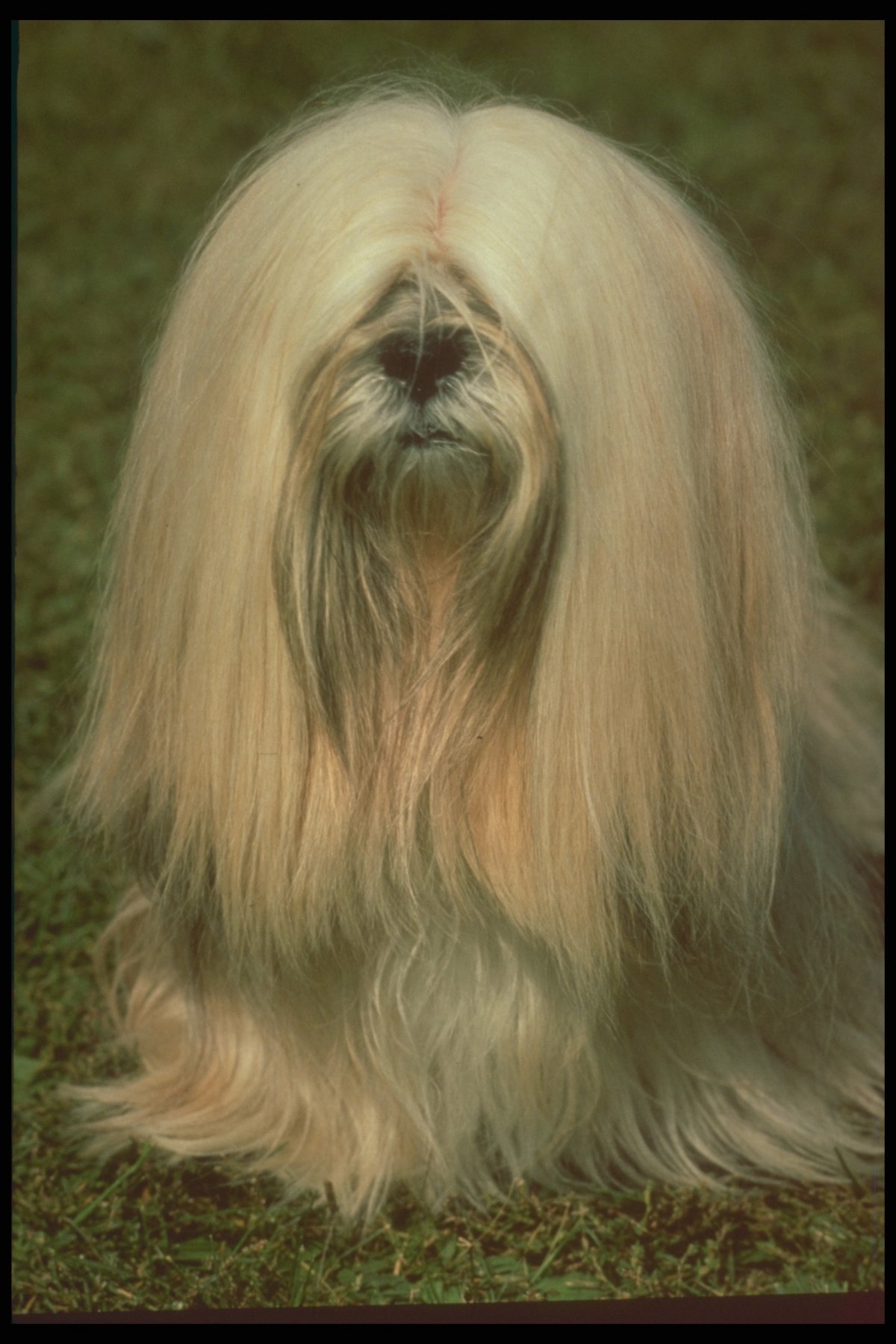 Китайская хохлатая собачка