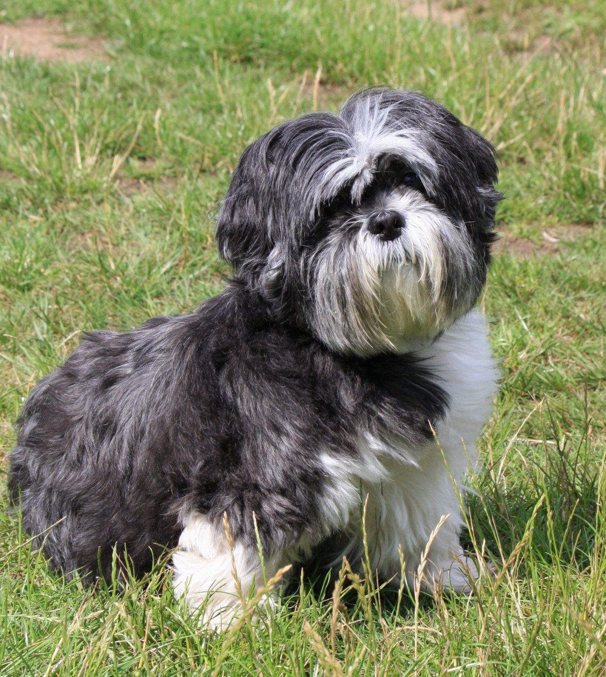 Ши тцу улыбается