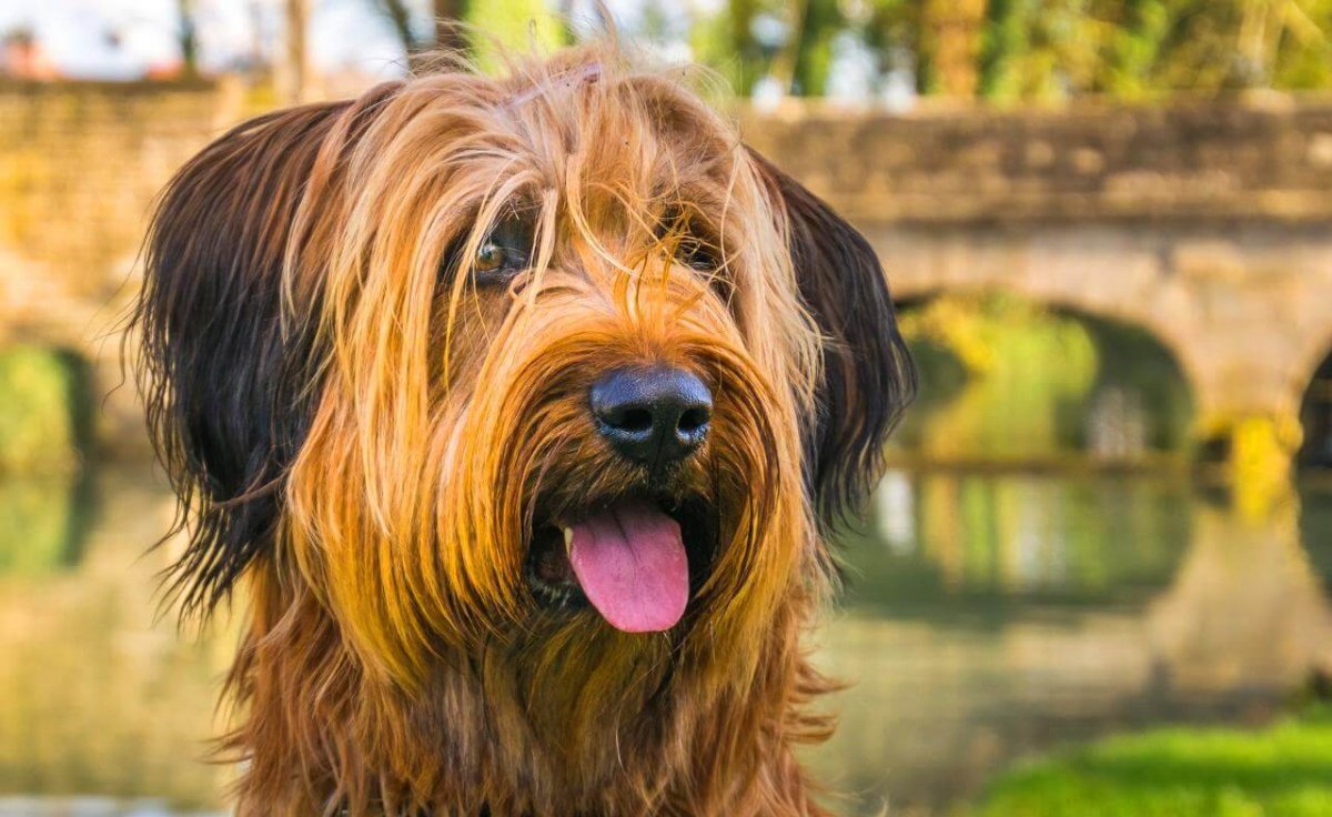 Порода собак ши-тцу