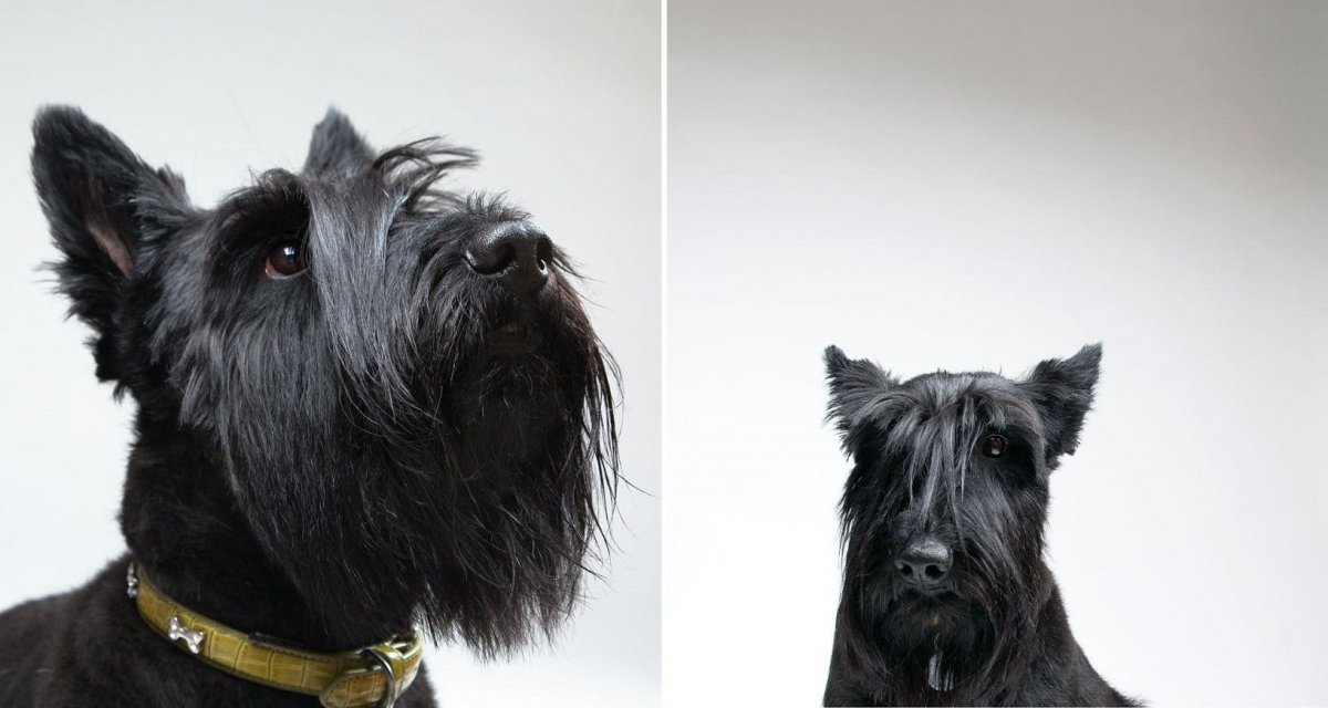 Собака с челкой