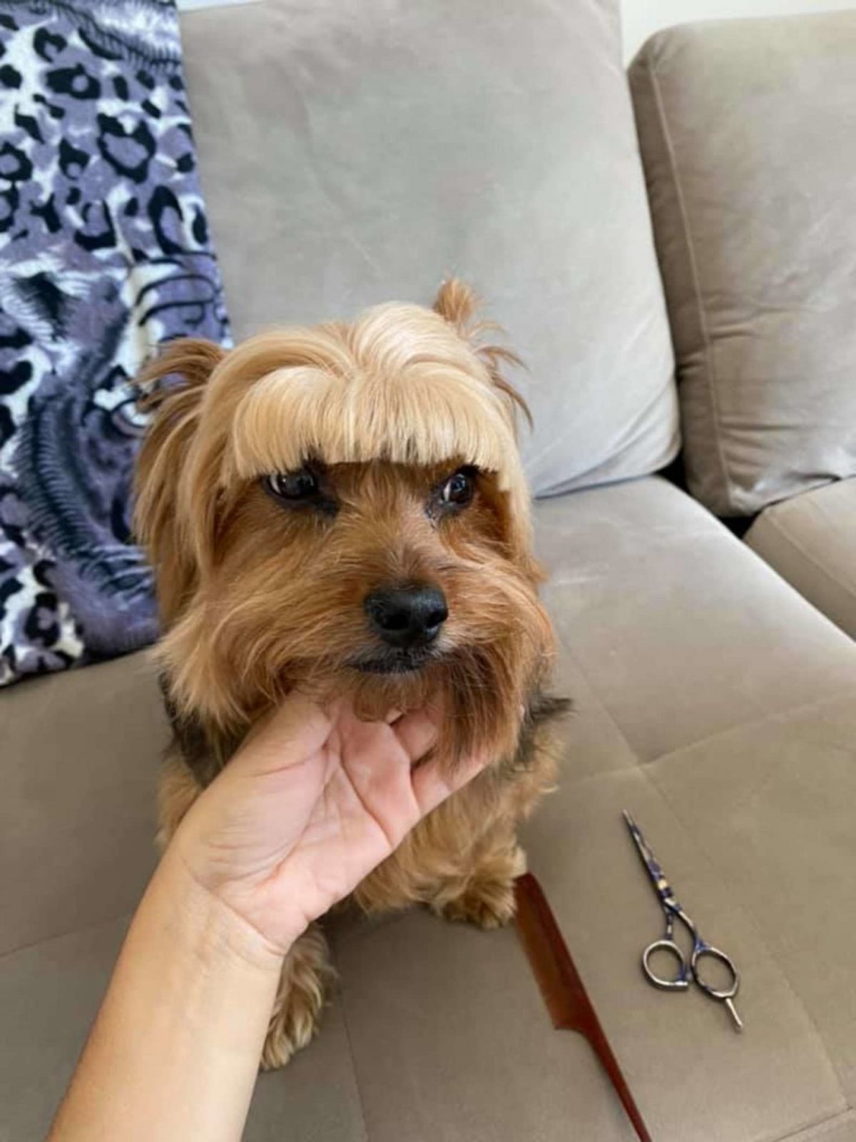 Гаванский Бишон короткая стрижка