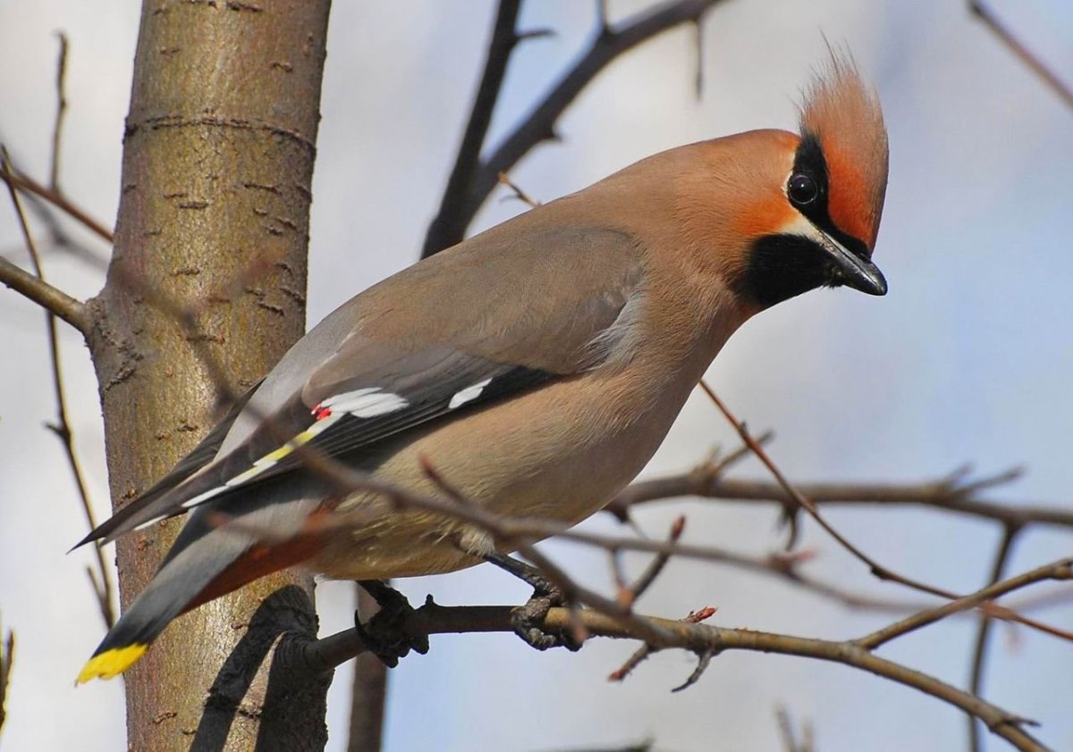 Подмосковная птичка с хохолком
