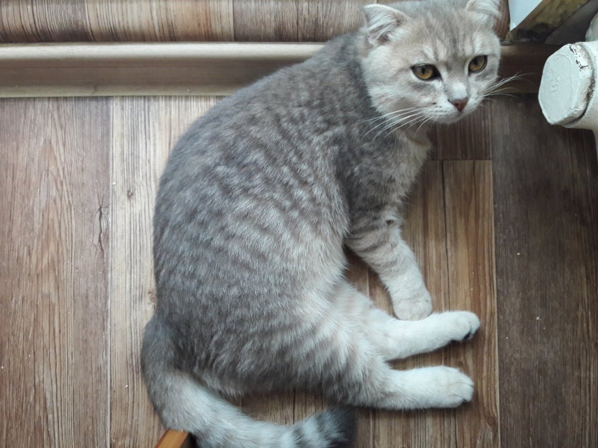 Голубые котята шотландцы