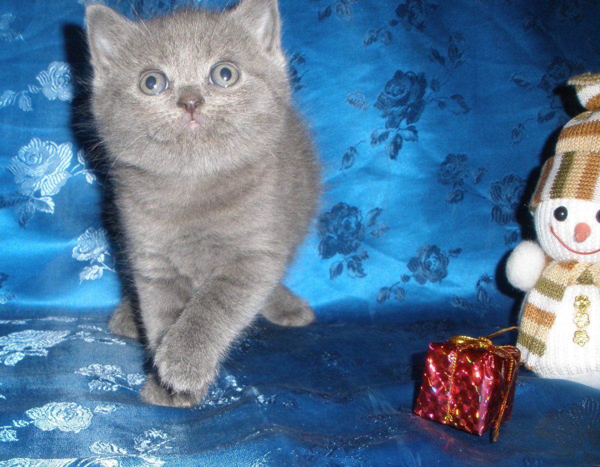 Шотландская вислоухая кошка метис