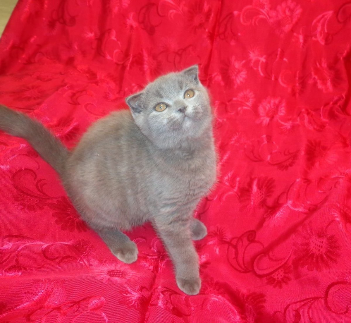 Метис скоттиш фолд