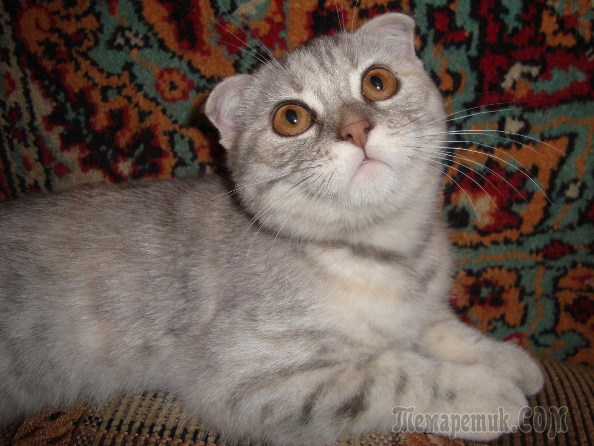 Кот помесь британца и дворового