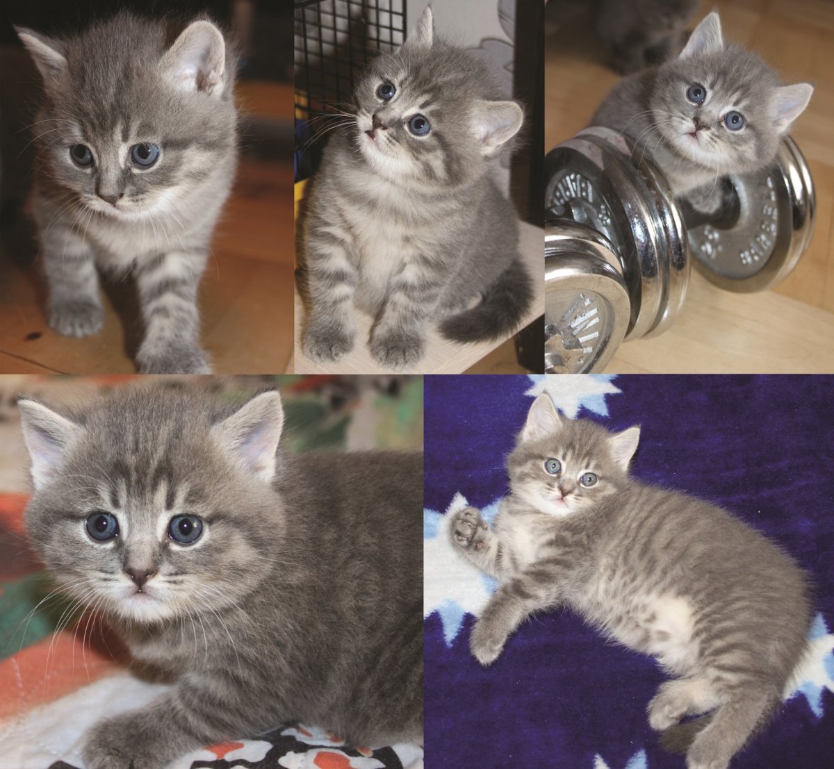 Кошка метис Британская порода и Венский карнавал