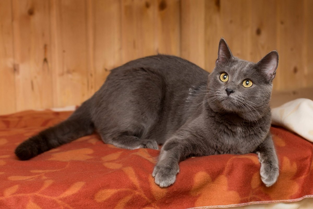 Котята помесь шотландца с британцем