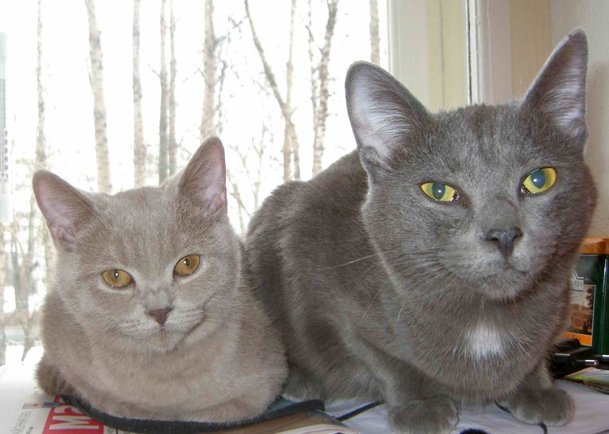 Метис скоттиш фолд