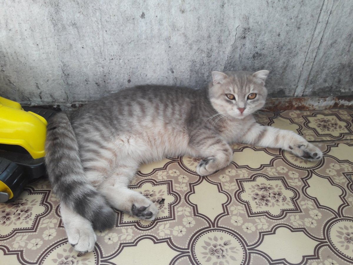 Шотландская вислоухая кошка помесь