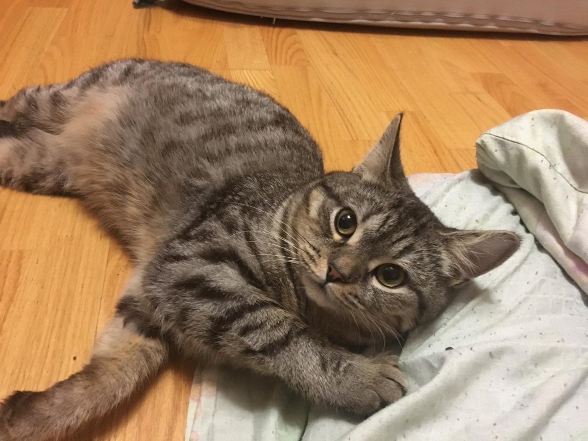 Котята британцы шотландцы