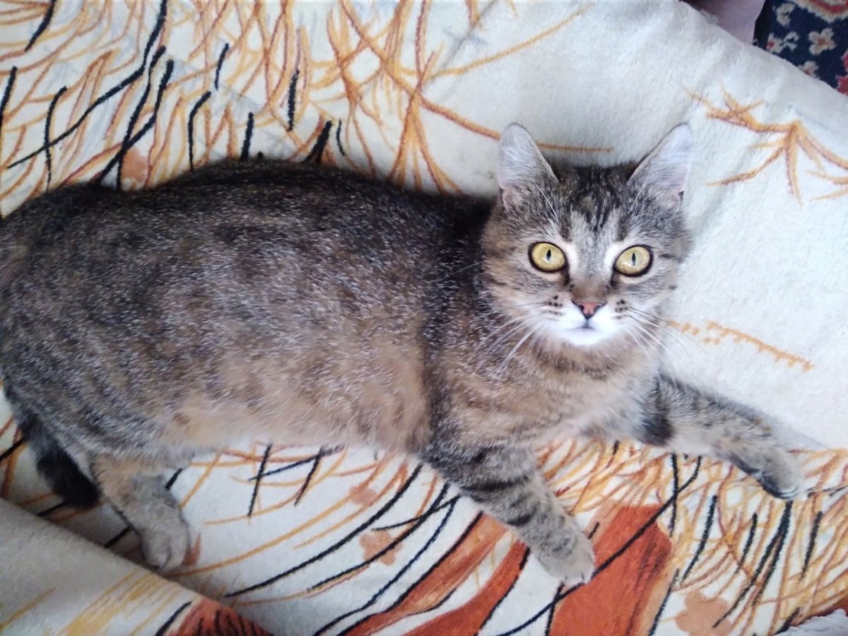 Шотландец кот прямоухий метис