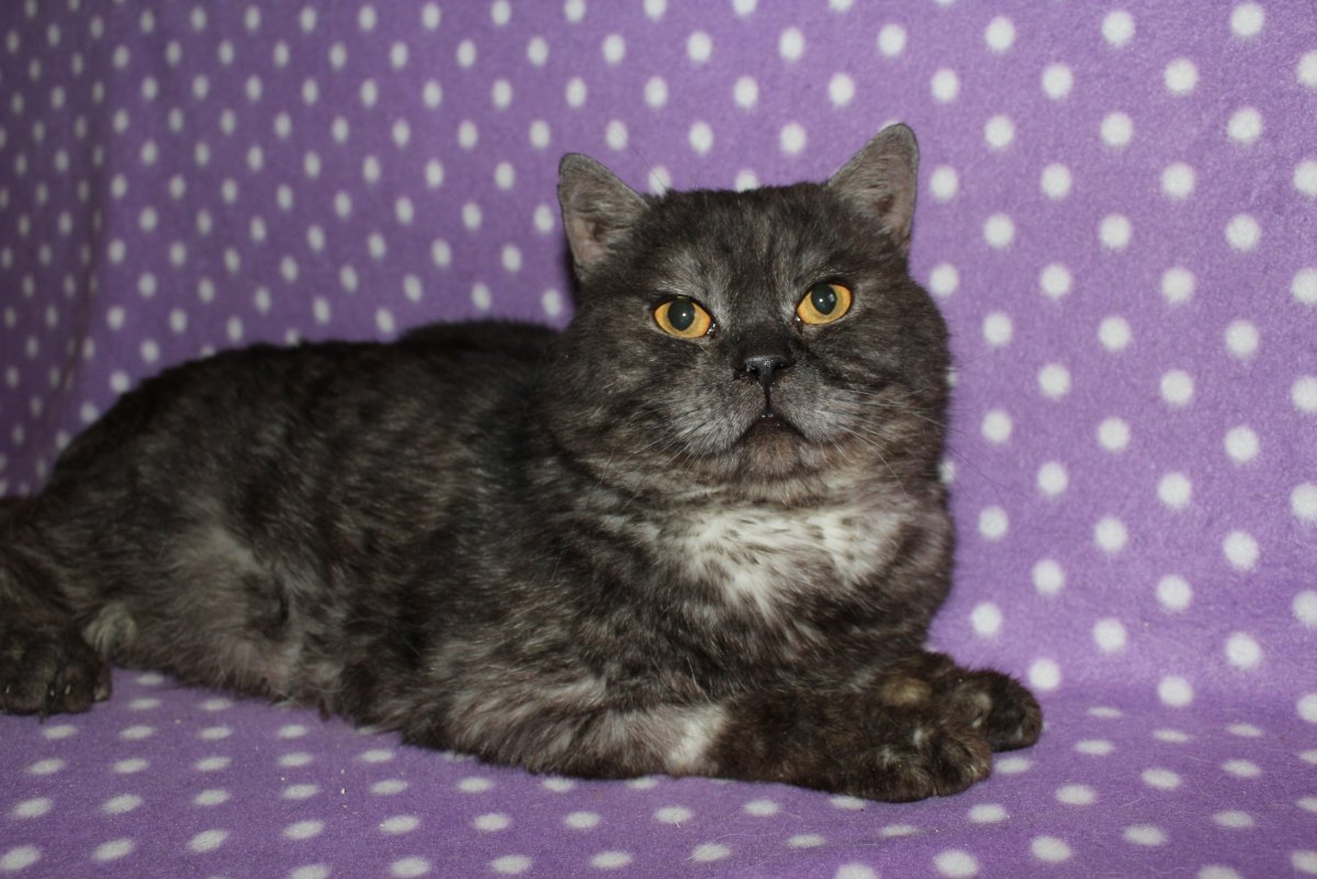 Британская вислоухая метис