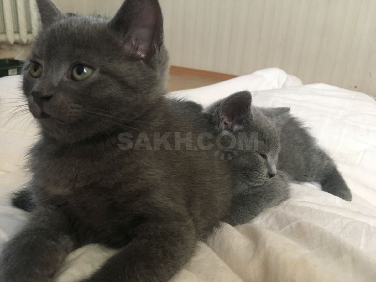 Метис британца и обычной кошки