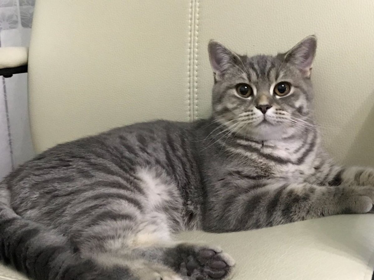 Метис британской кошки котенок