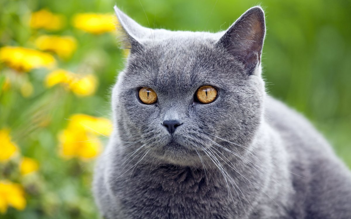 Шартрез кошка