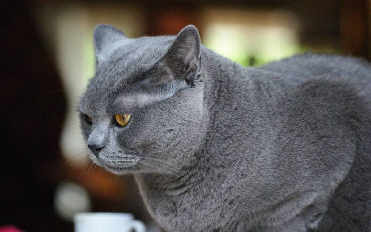 Шартрез кот