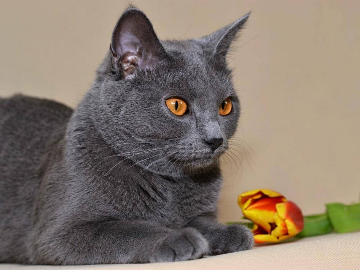 Британская короткошёрстная кошка шартрез