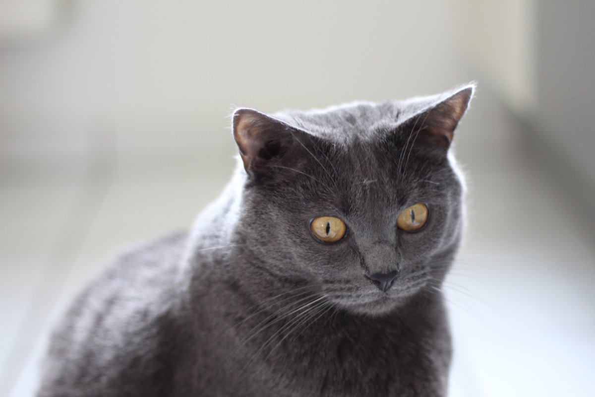 Британская кошка милота