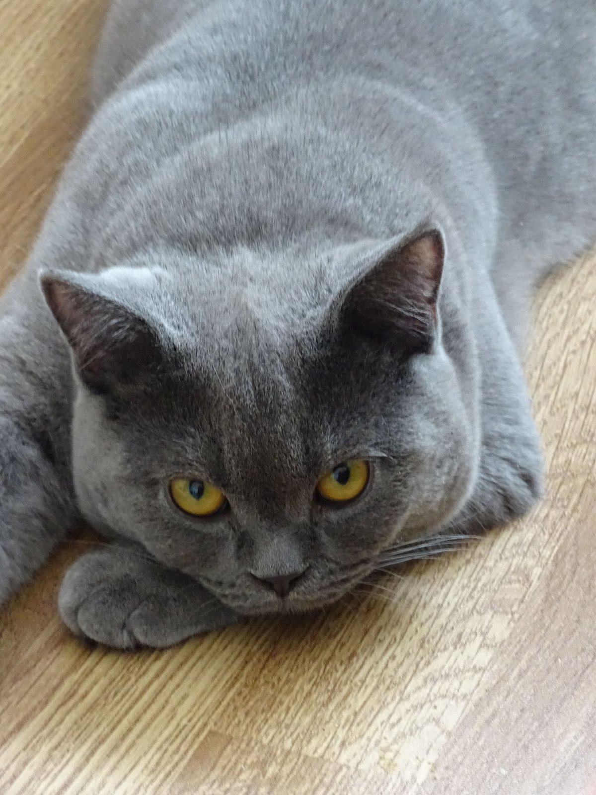 Картезианская кошка шартрез