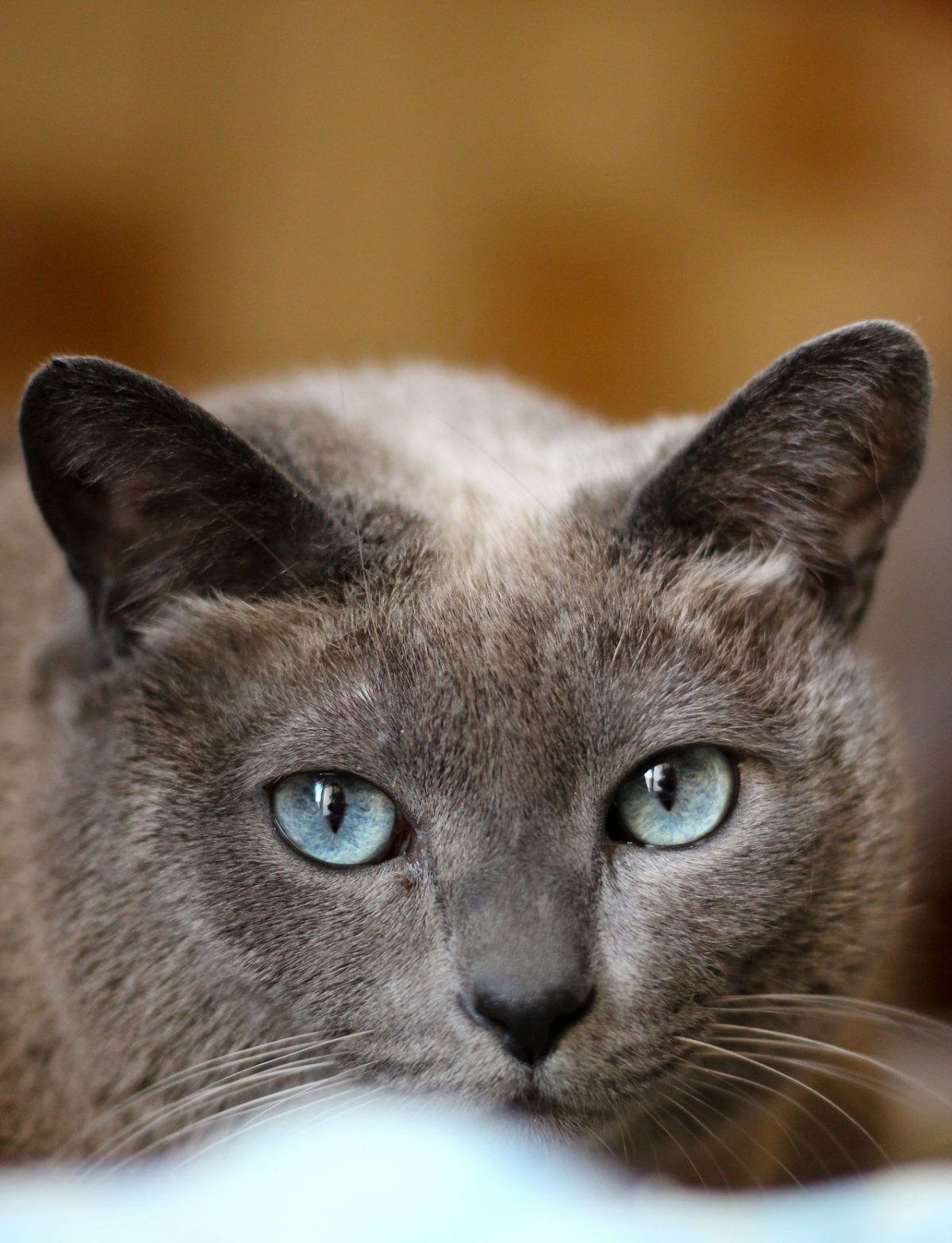 Корат шартрез Картезианская кошка