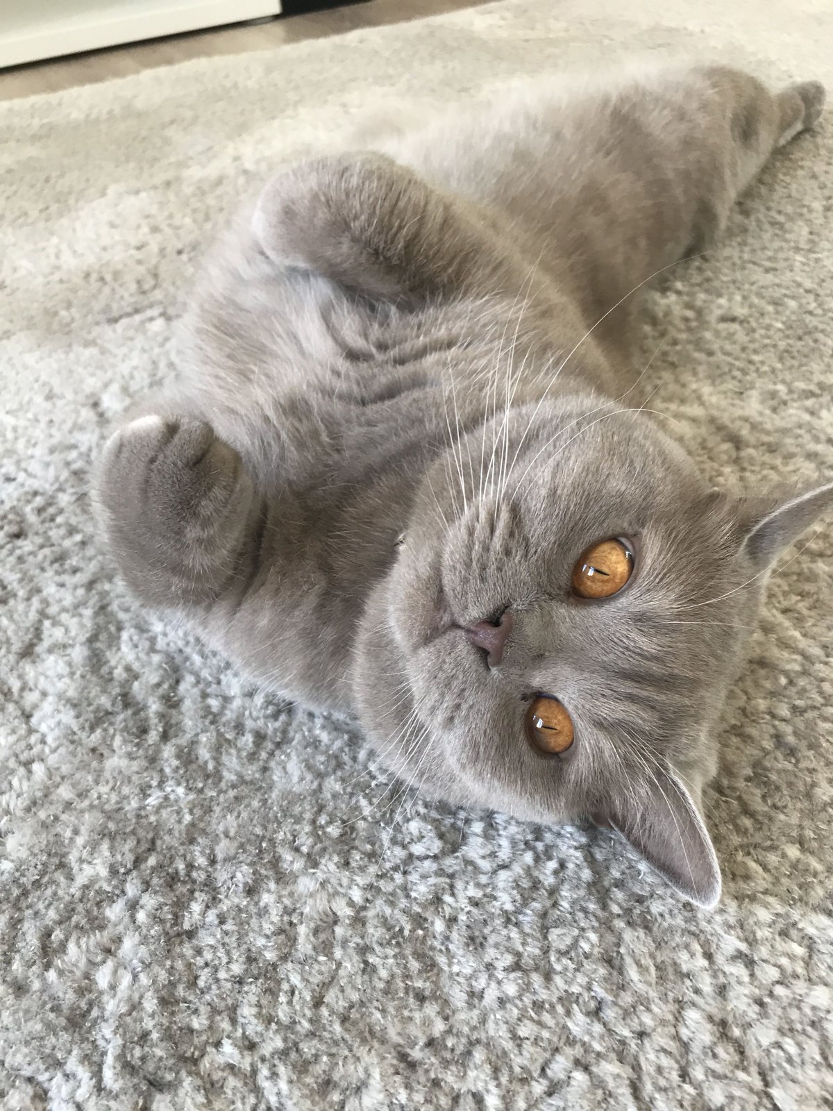 Шартрез кошка