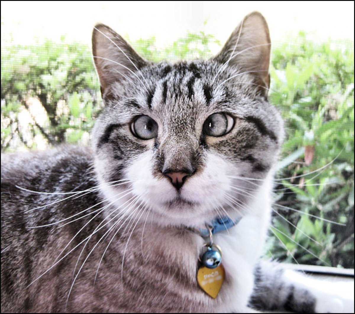 Кот Охос азулес