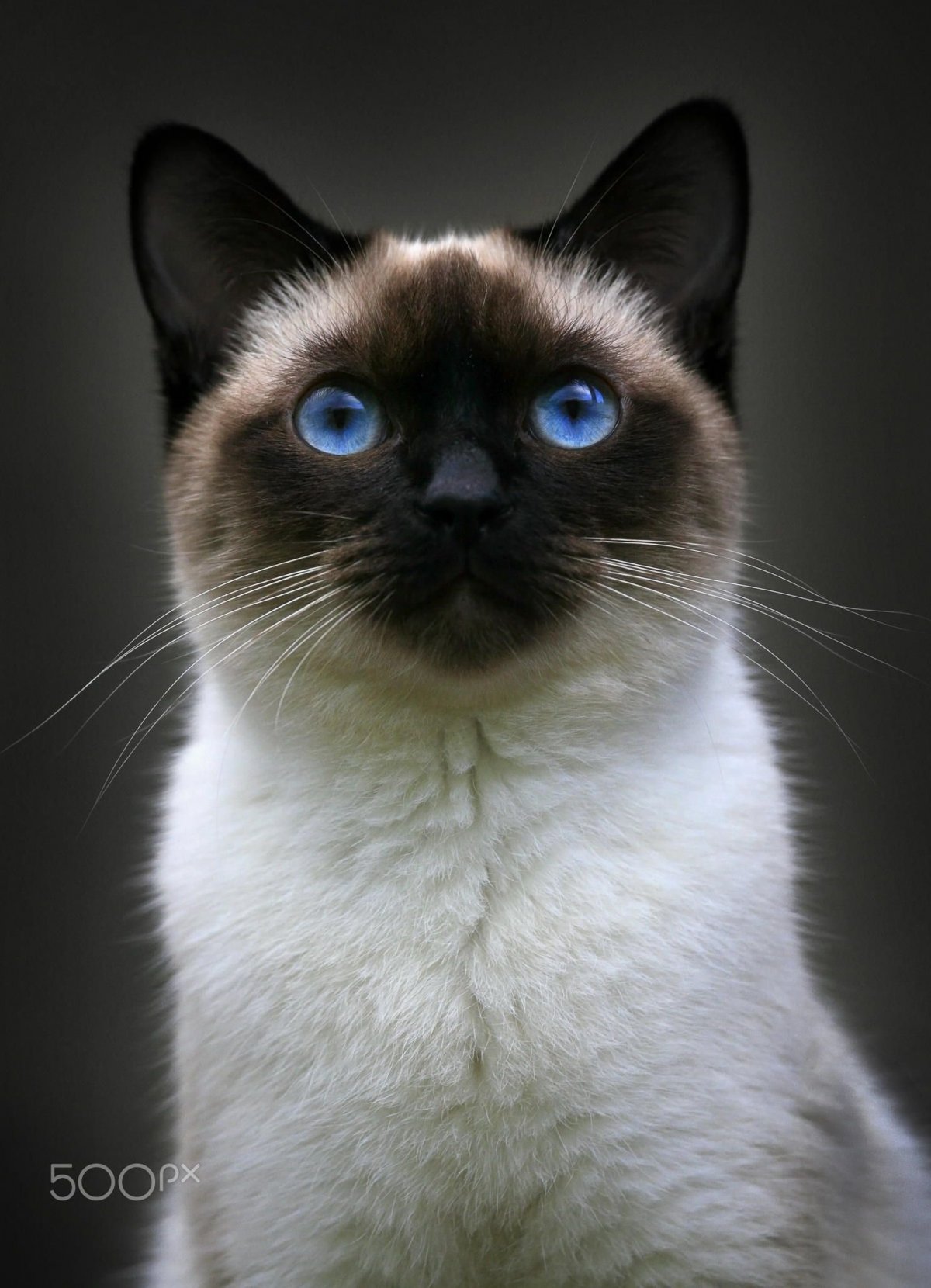 Котик с косыми глазами