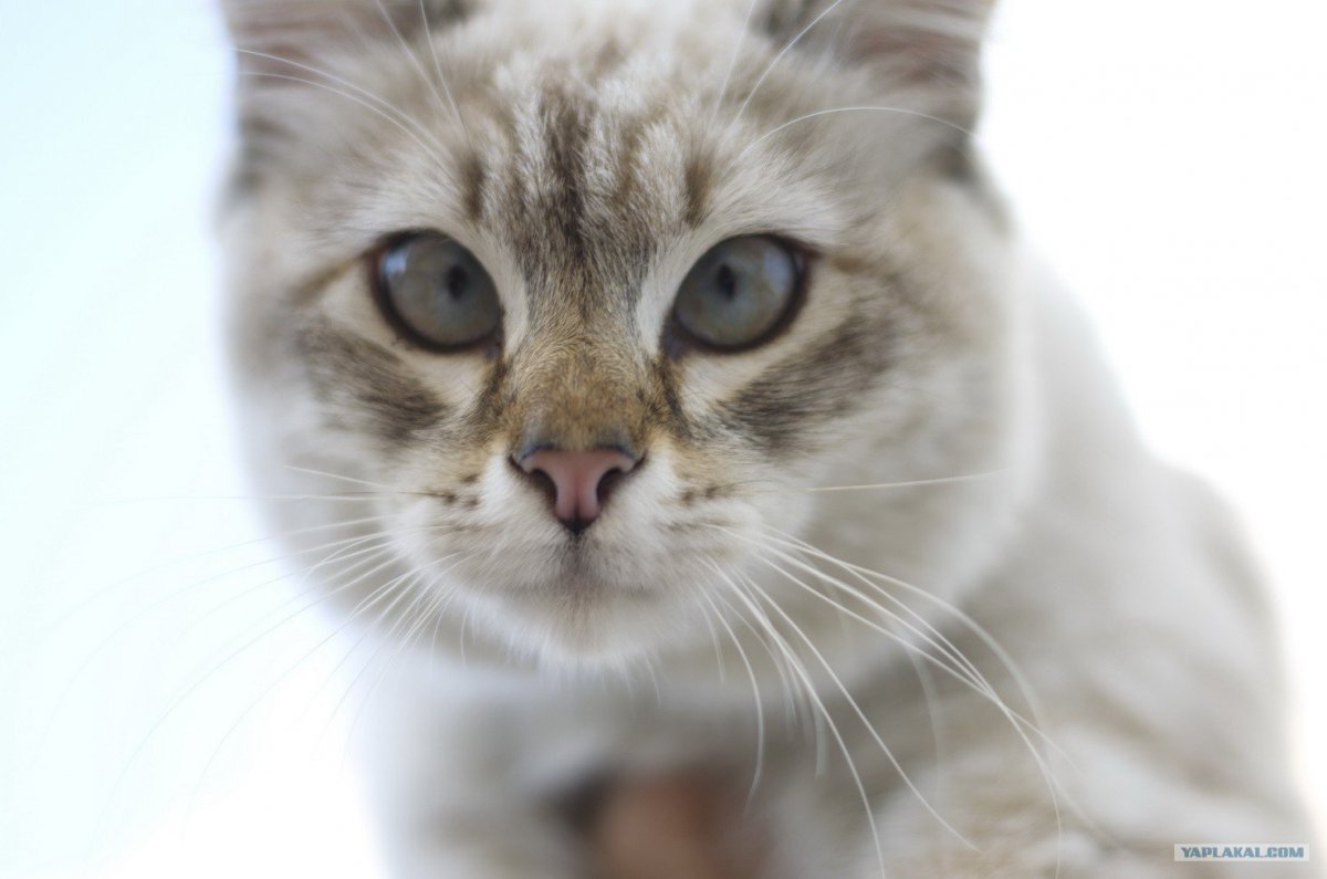 Косоглазый Мейн кун