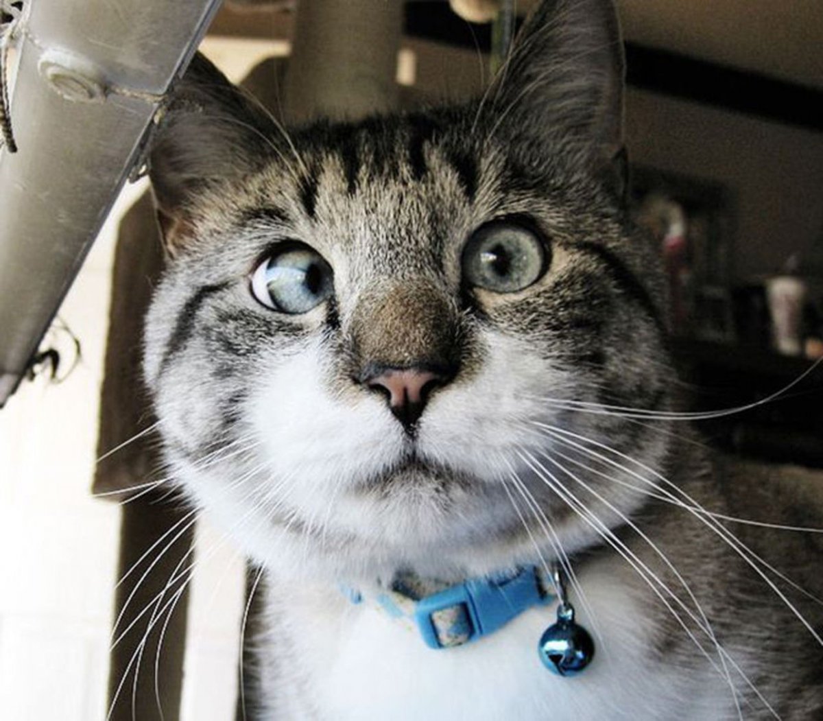 Сиамский кот косоглазый