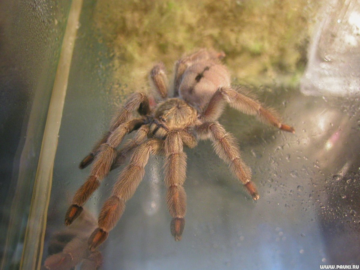 Южнорусский Тарантул крестовик