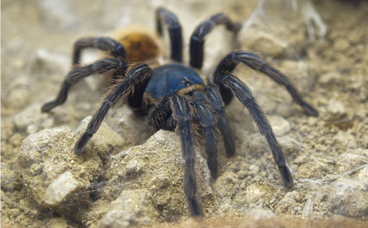 Паук крестовик садовый