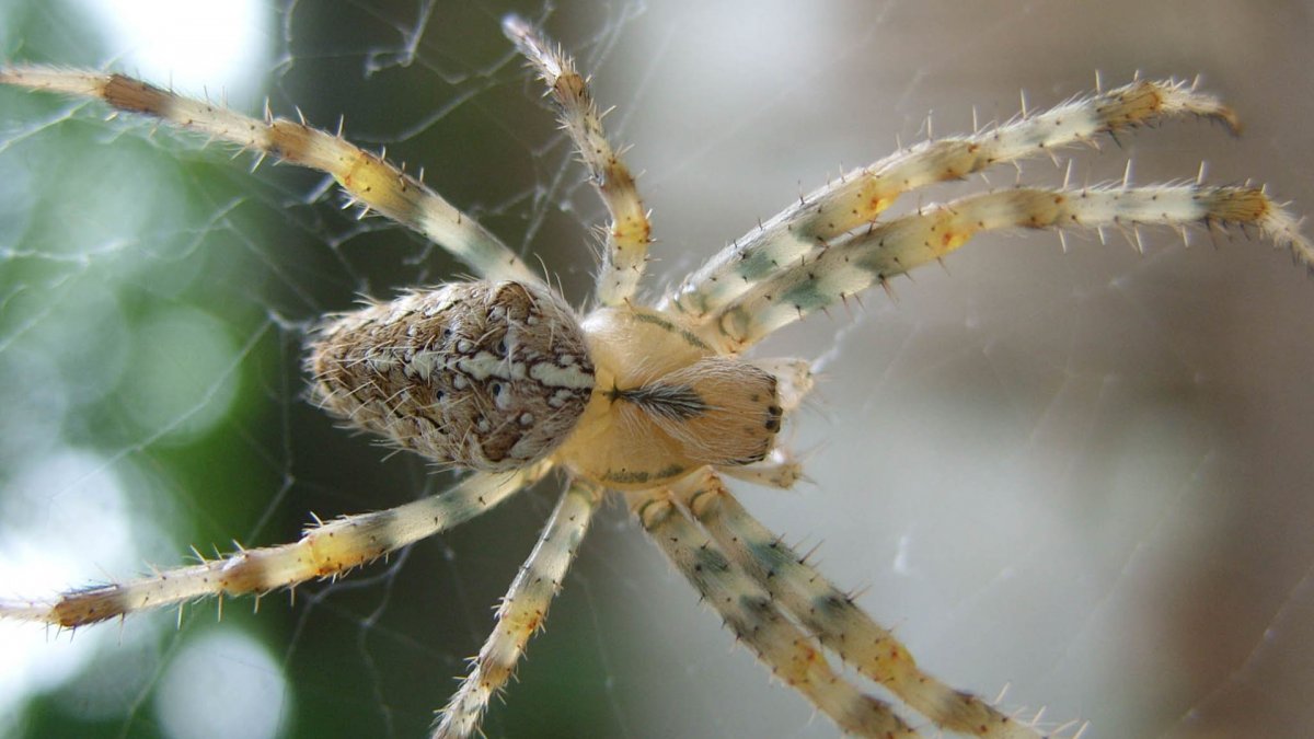 Araneus diadematus on hand